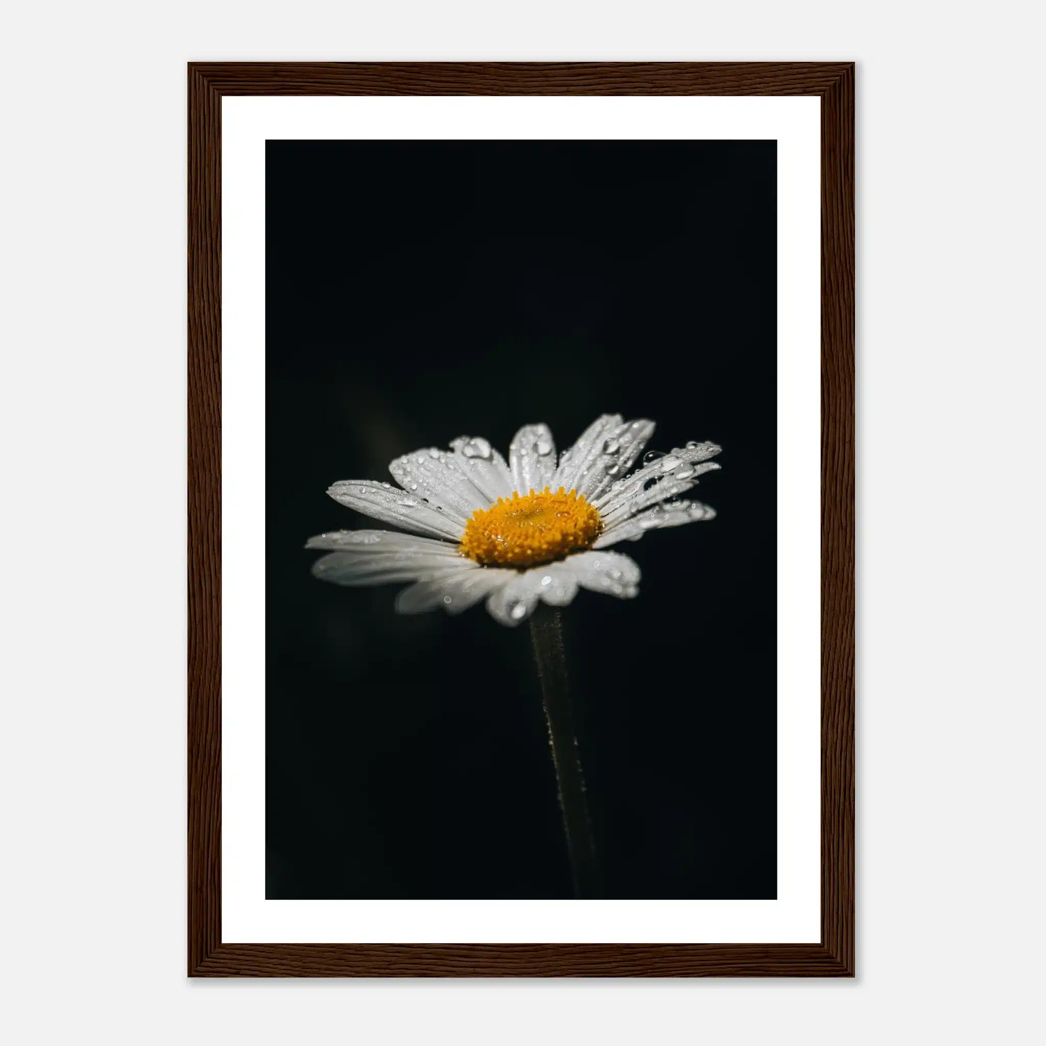 e38ba7ed-0369-4093-b890-53b367b3aa66